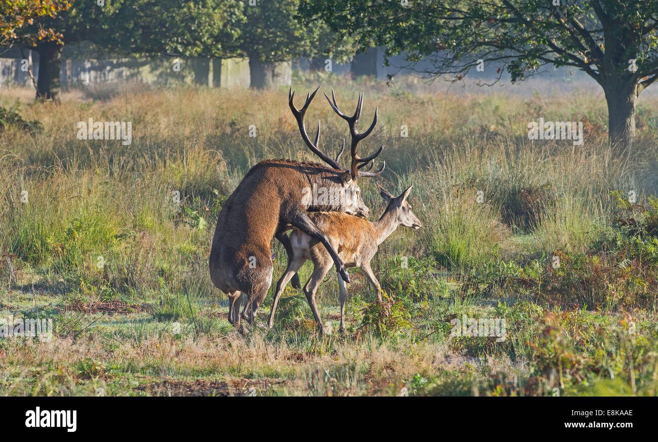 Stag Mateing Ritual A red deer stag mating with female hind during Autumn Rutting season ...
