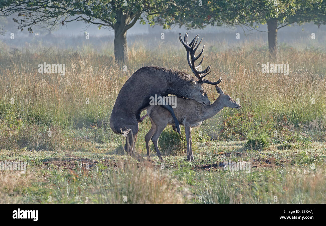 Red deer stag mating with female hind during rutting season October 2014 Richmond park London. Stock Photo