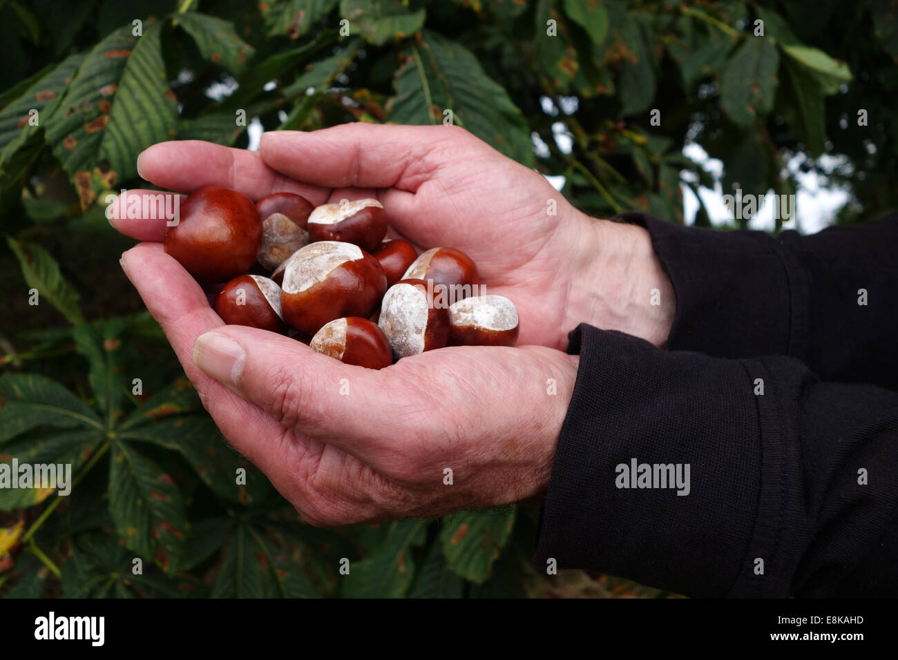 Handfull of Conkers fallen from Aesculus hippocastanum horse-chestnut ...