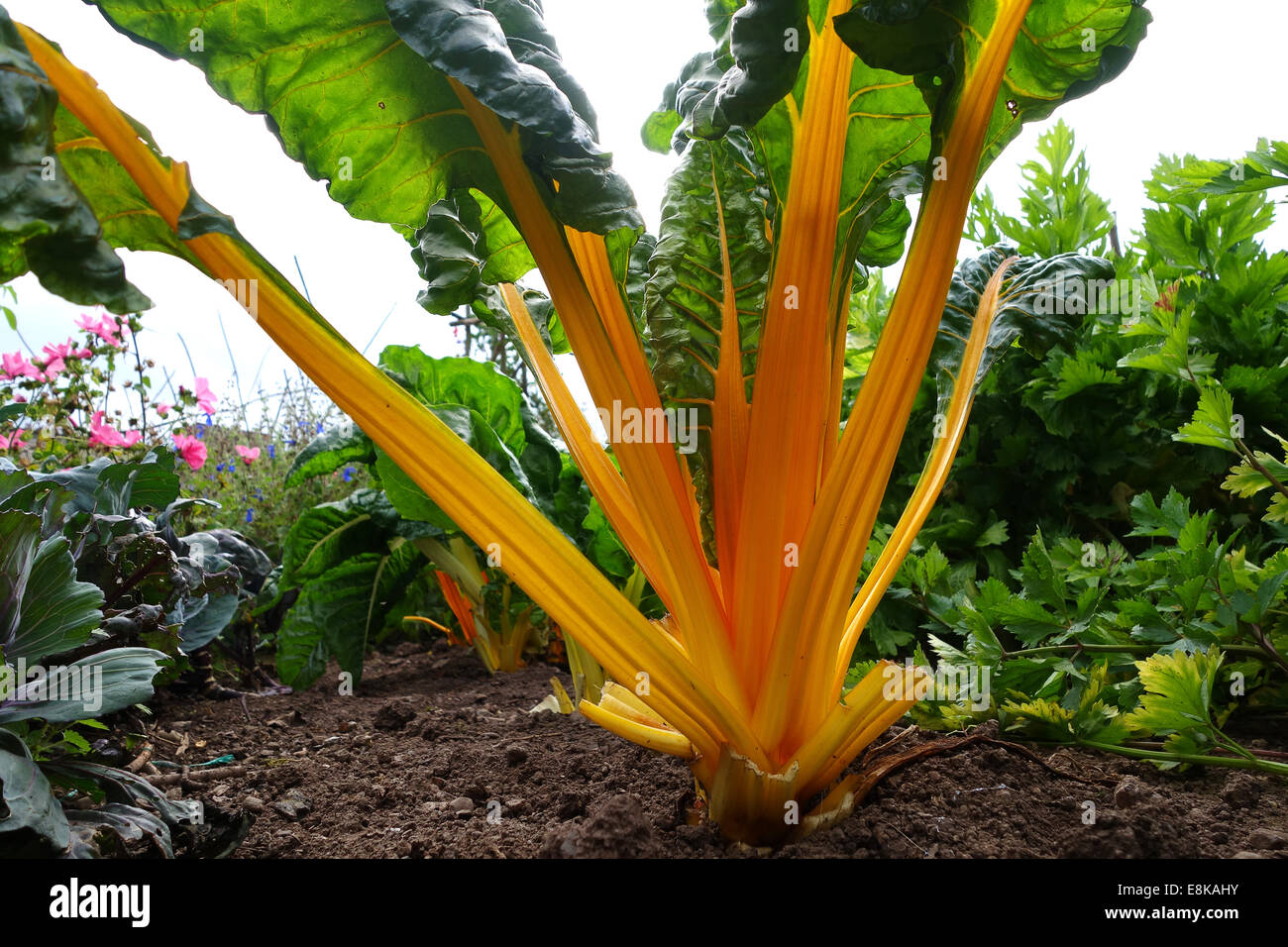 Yellow Chard swiss Uk Beta vulgaris, Amaranthaceae Stock Photo