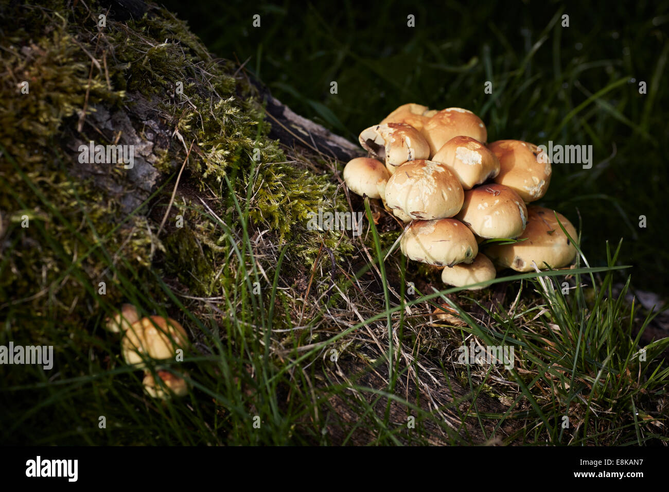Fungus on a tree in Darlington UK Stock Photo