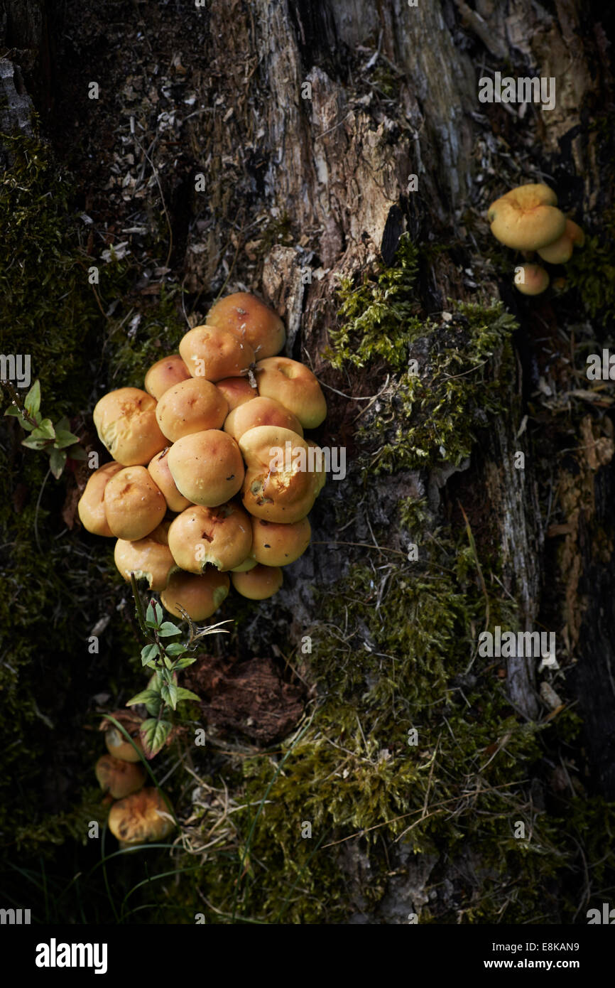 Fungus on a tree in Darlington UK Stock Photo