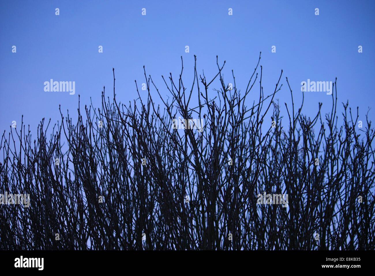 branches of a tree under blue sky in winter Stock Photo - Alamy