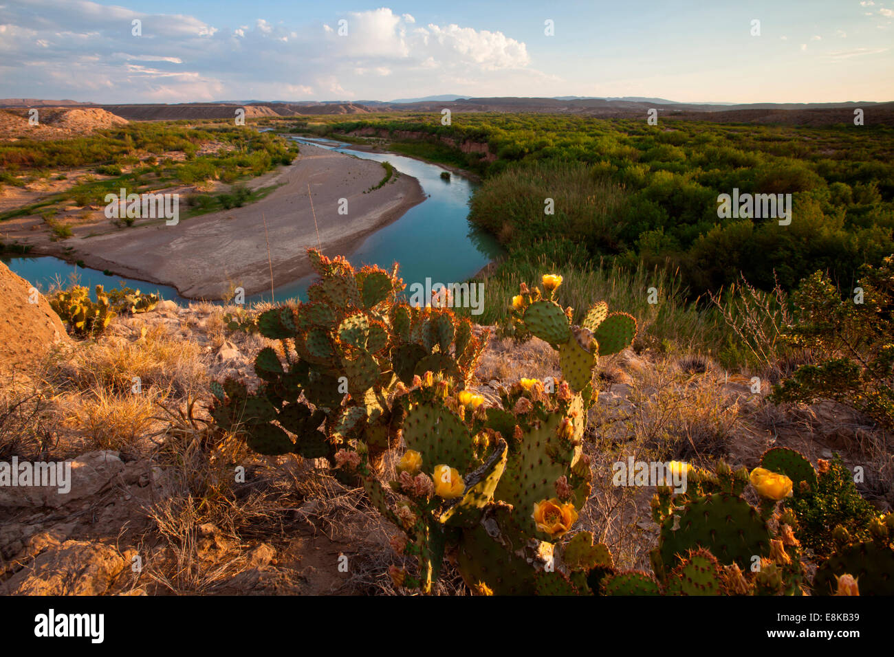 Prickly Pear Cactus (Opuntia sp.) above the Rio Grande in Big Bend National Park. Stock Photo