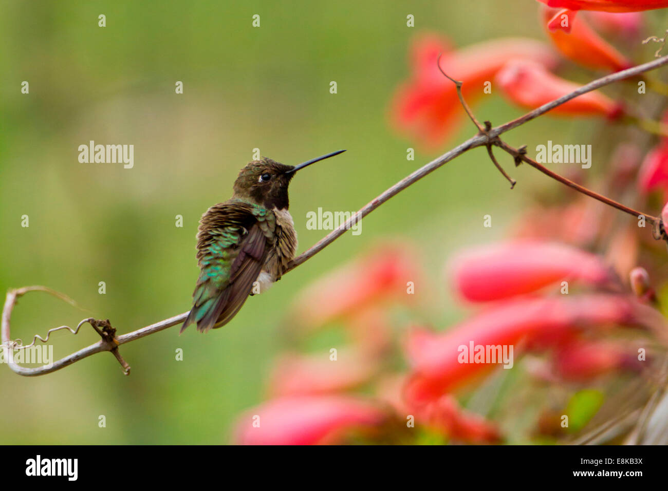 Black-chinned Hummingbird (Archilochus alexandri) feeding on ornamental plants. Stock Photo