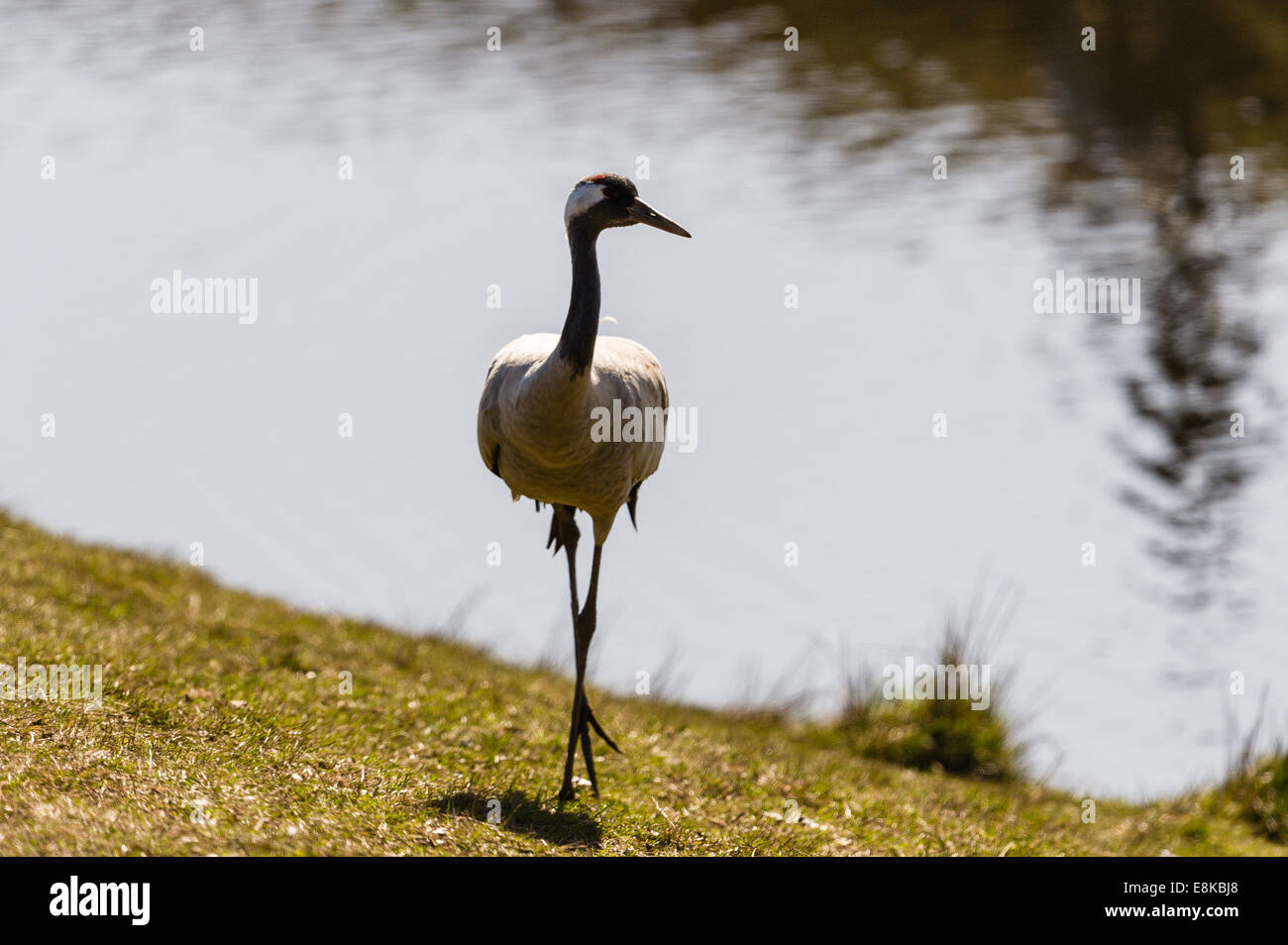 Sweden, Lake Hornborga. Annual migration of Common Cranes. Stock Photo