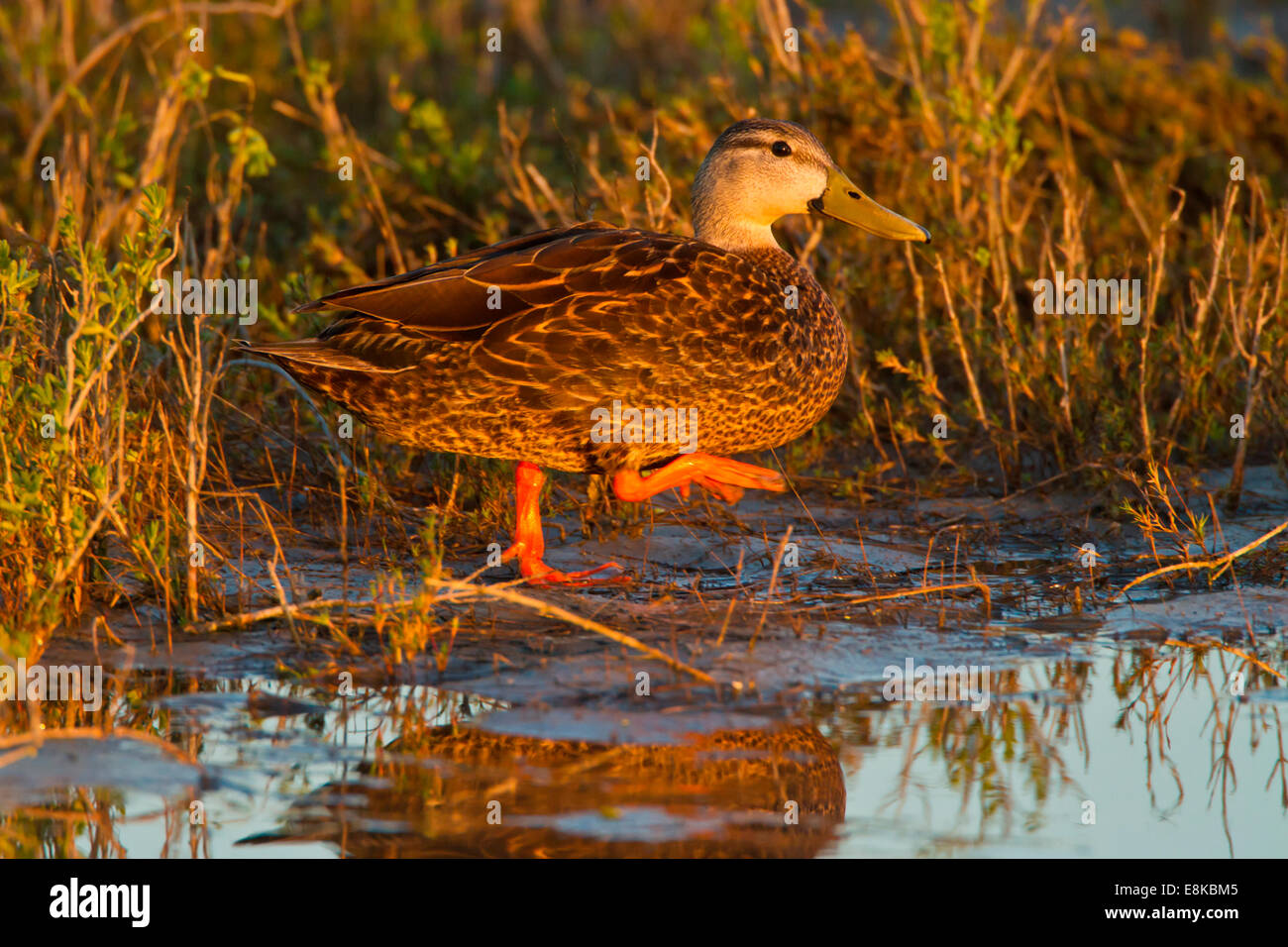 Mottled duck (Anas fulvigula) female walking in tidal marsh. Stock Photo