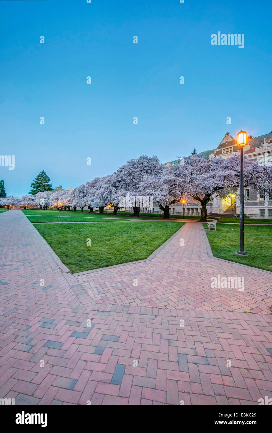 USA, Washington, Seattle, University of Washington Quad at Dawn (Large format sizes available) Stock Photo