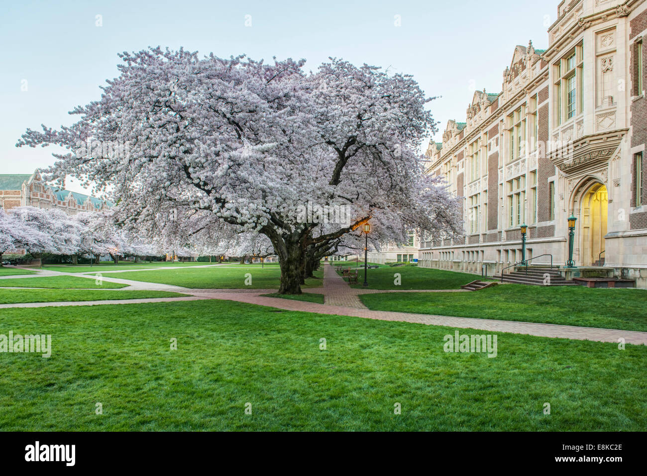 USA, Washington, Seattle, University of Washington Quad at Dawn (Large format sizes available) Stock Photo