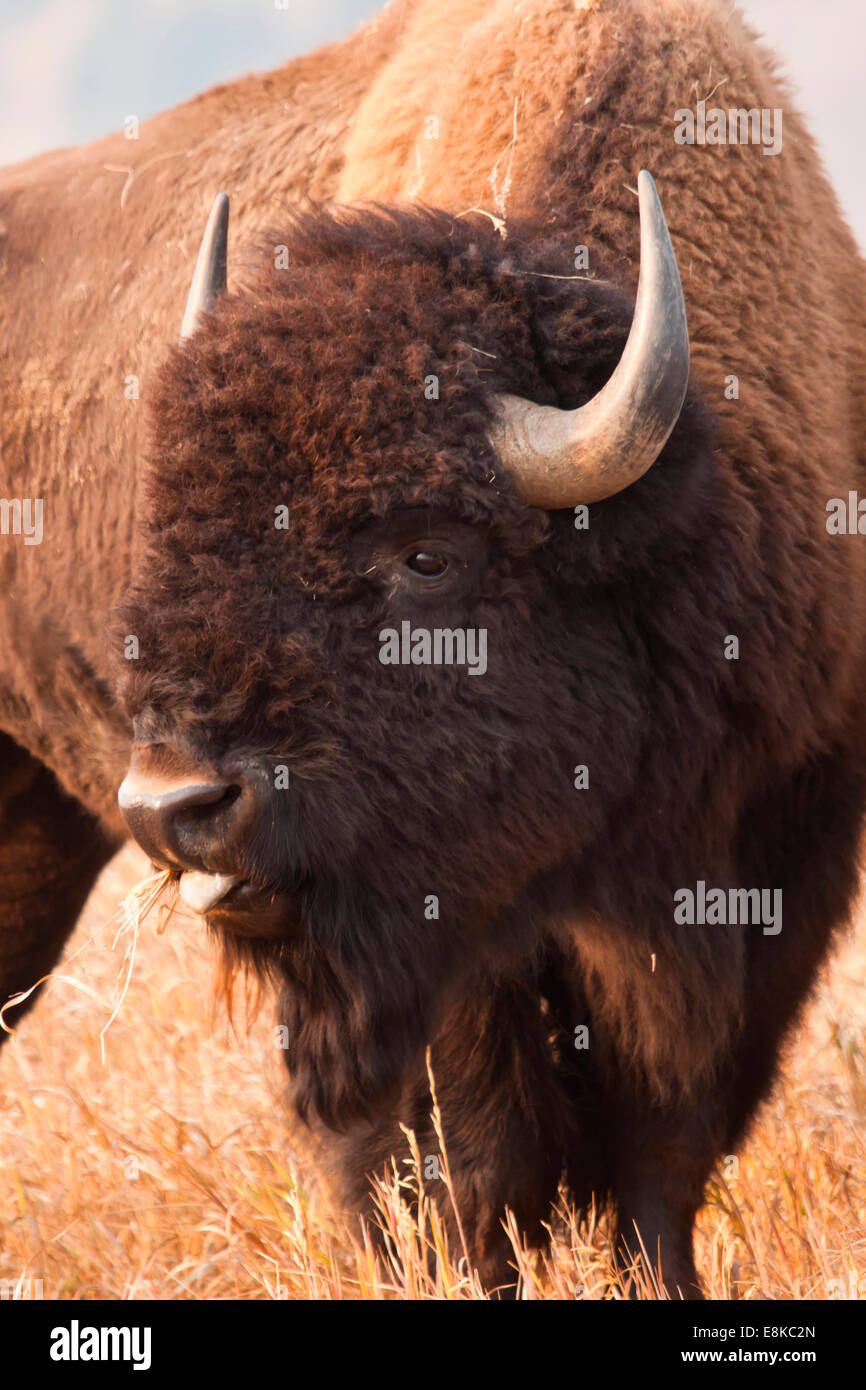 American Bison (Bison bison) herd in Teton National Park, Wyoming, USA. Stock Photo