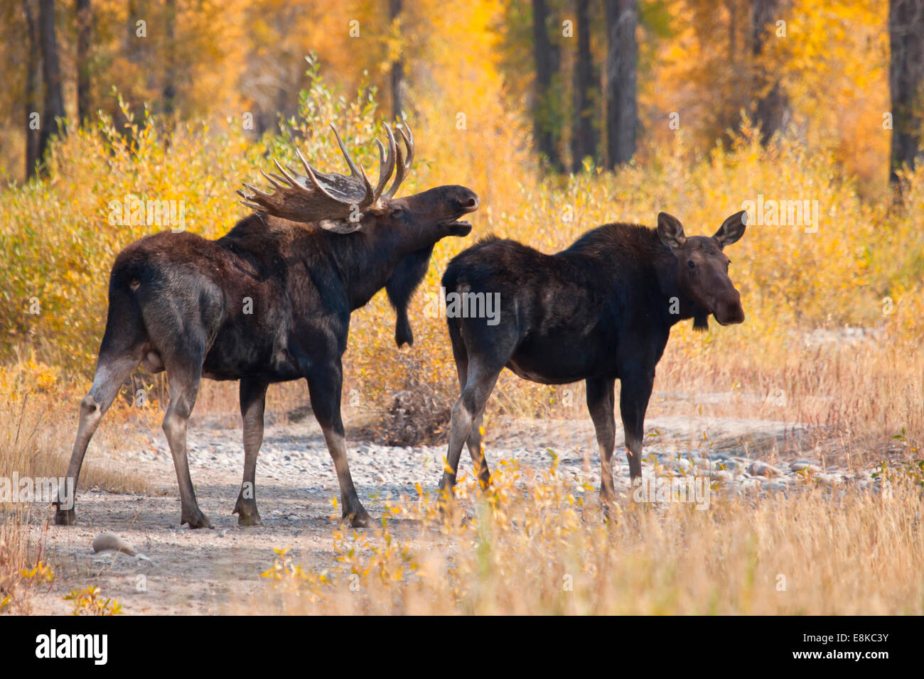 Moose (Alces alces)mature bull and cow in breeding activity Stock Photo ...