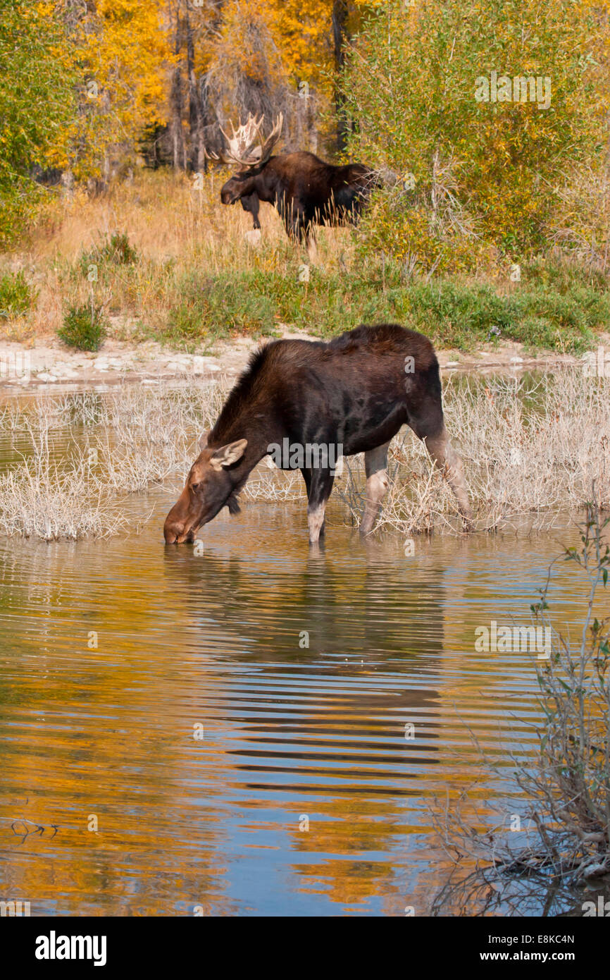 Breeding cow mating hi-res stock photography and images - Alamy