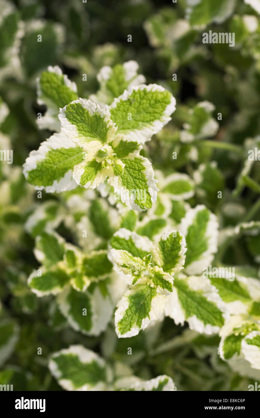 Mentha suaveolens 'Variegata'. Pineapple mint leaves growing in a herb garden. Stock Photo