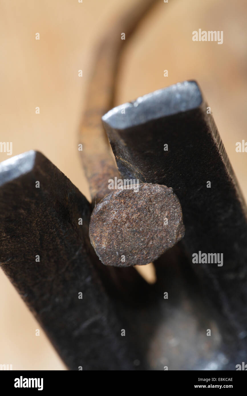 Close up of a hammer drawing out a rusty nail. Stock Photo