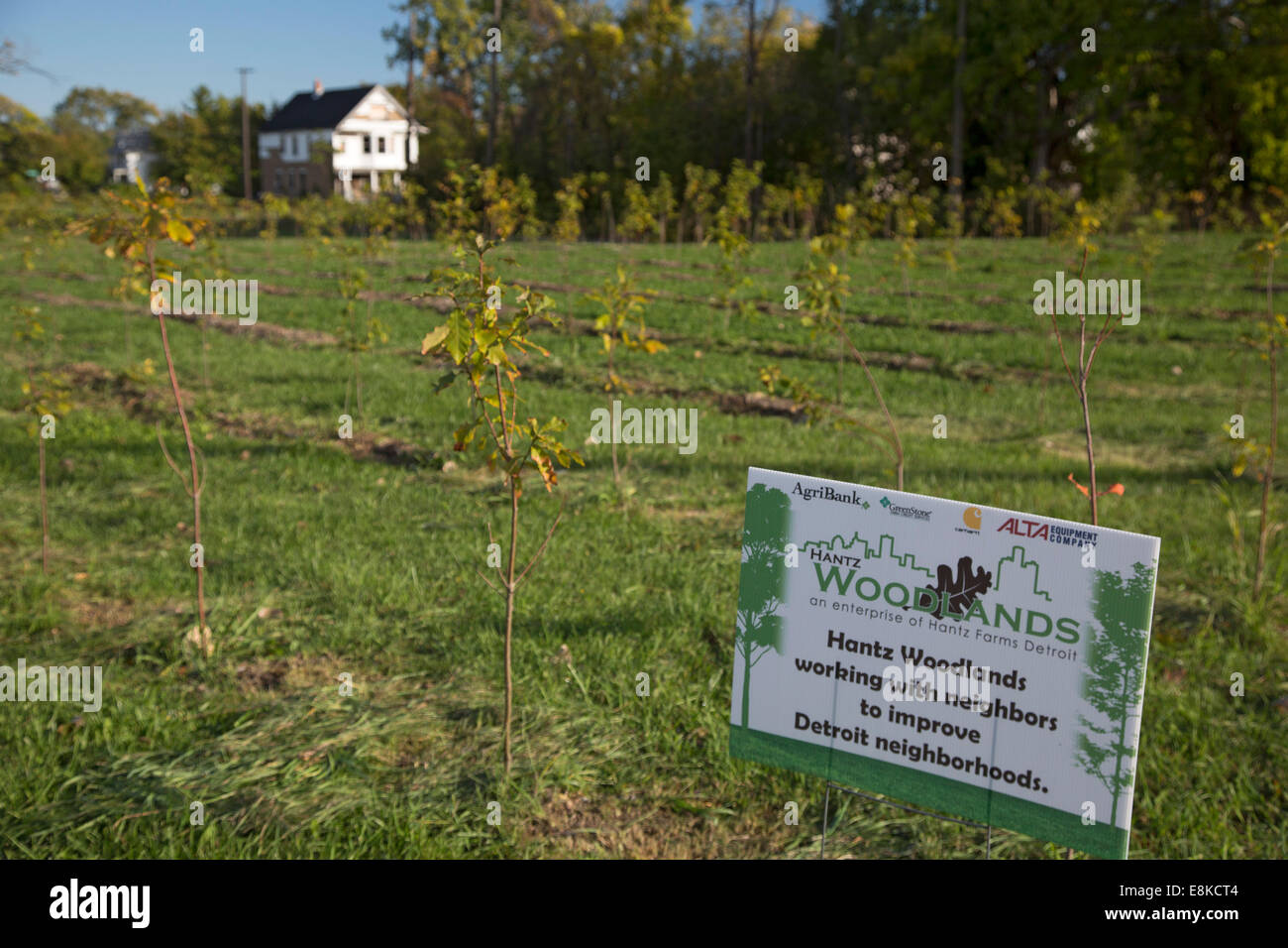 Hardwood trees hires stock photography and images Alamy