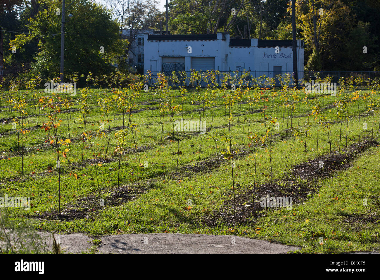 Hardwood trees hires stock photography and images Alamy