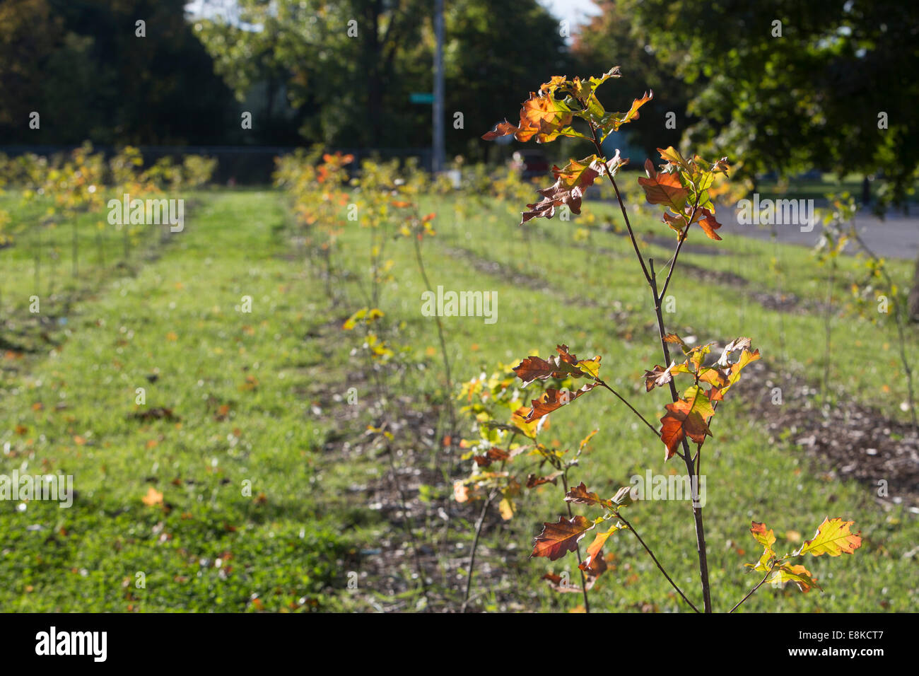 Hardwood trees hires stock photography and images Alamy