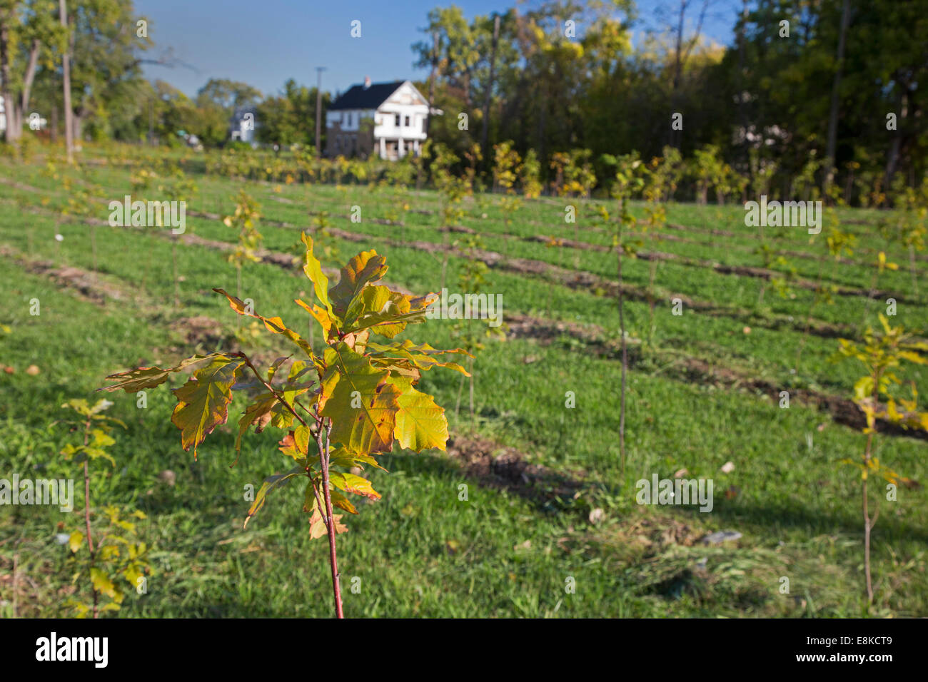 Detroit, Michigan - Newly-planted hardwood trees on Hantz Woodlands' urban tree farm. Stock Photo
