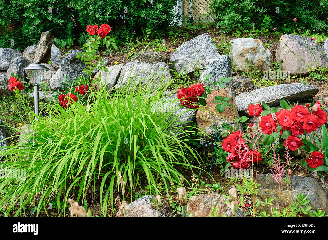 Stone Garden Roses Roses and decorative stones hi-res stock photography and images - Alamy