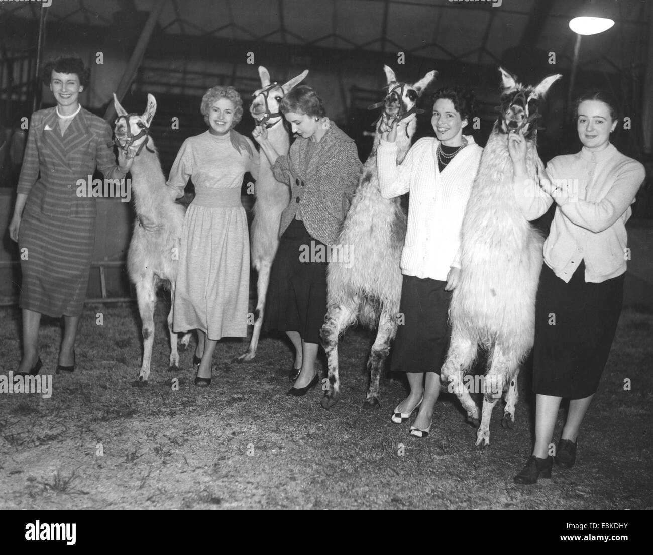 London, UK, UK. 24th Aug, 1954. A number of West End models make friends with llamas at Chipperfield's Circus in Blackheath, while rehearsing for their forthcoming fashion parade to display Fall and Winter styles. L-R: BETTY CRAMPTON of Maidstone with Lizzie, ANN GIFKINS of Rainham with Mickie, MAY GERARD of Kensington with Larry, PAMELA DUNCAN of Balham with Bunnie and JANE FORD of Coulsden. © KEYSTONE Pictures/ZUMA Wire/ZUMAPRESS.com/Alamy Live News Stock Photo