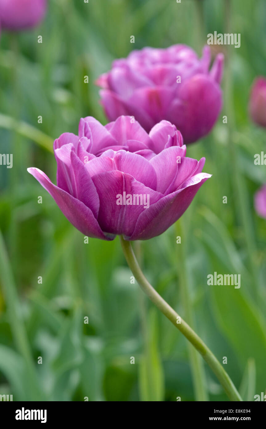 DOUBLE LATE TULIP TULIPA 'BLUE SPECTACLE' Stock Photo Alamy