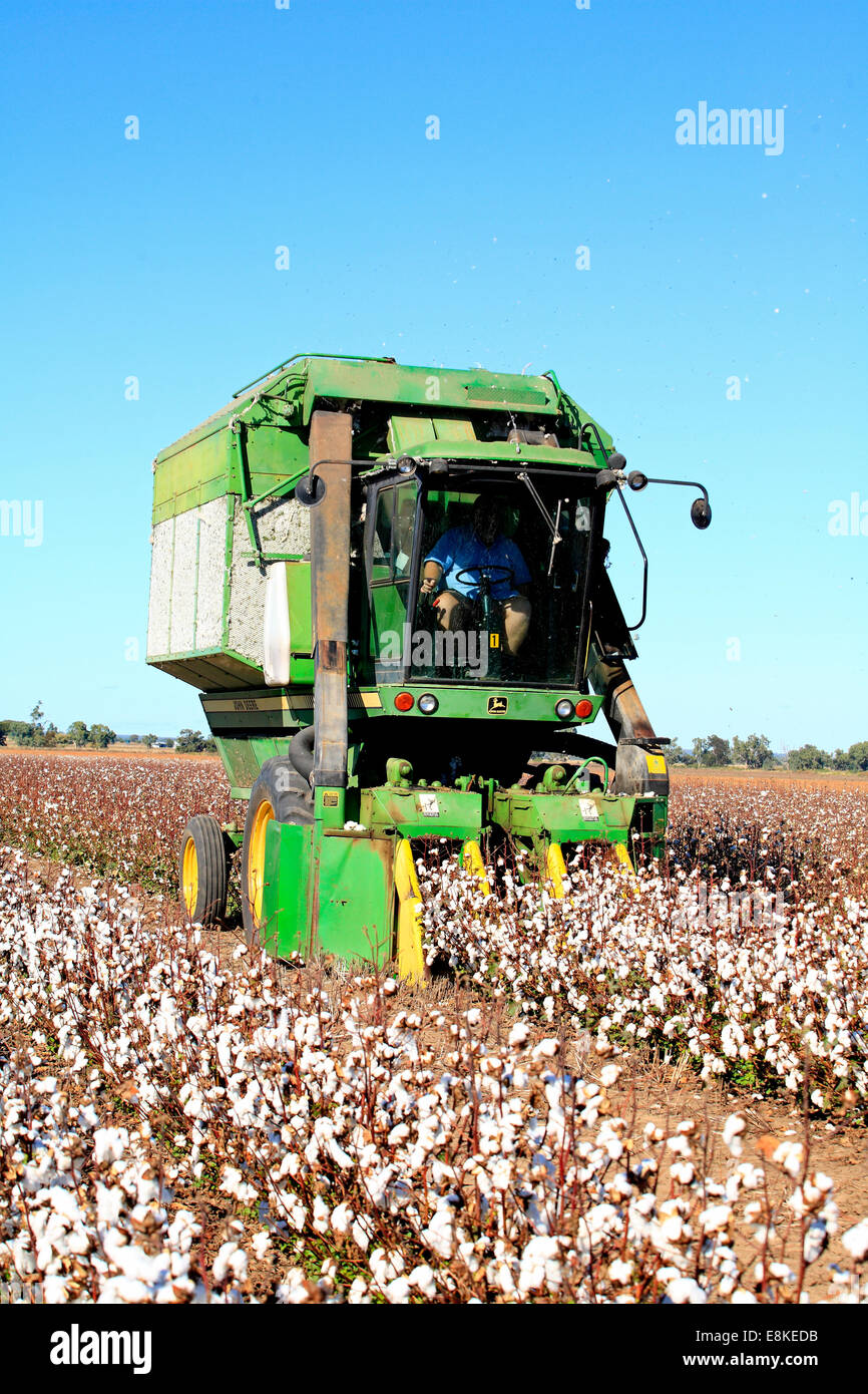 Cotton Picker Hi res Stock Photography And Images Alamy