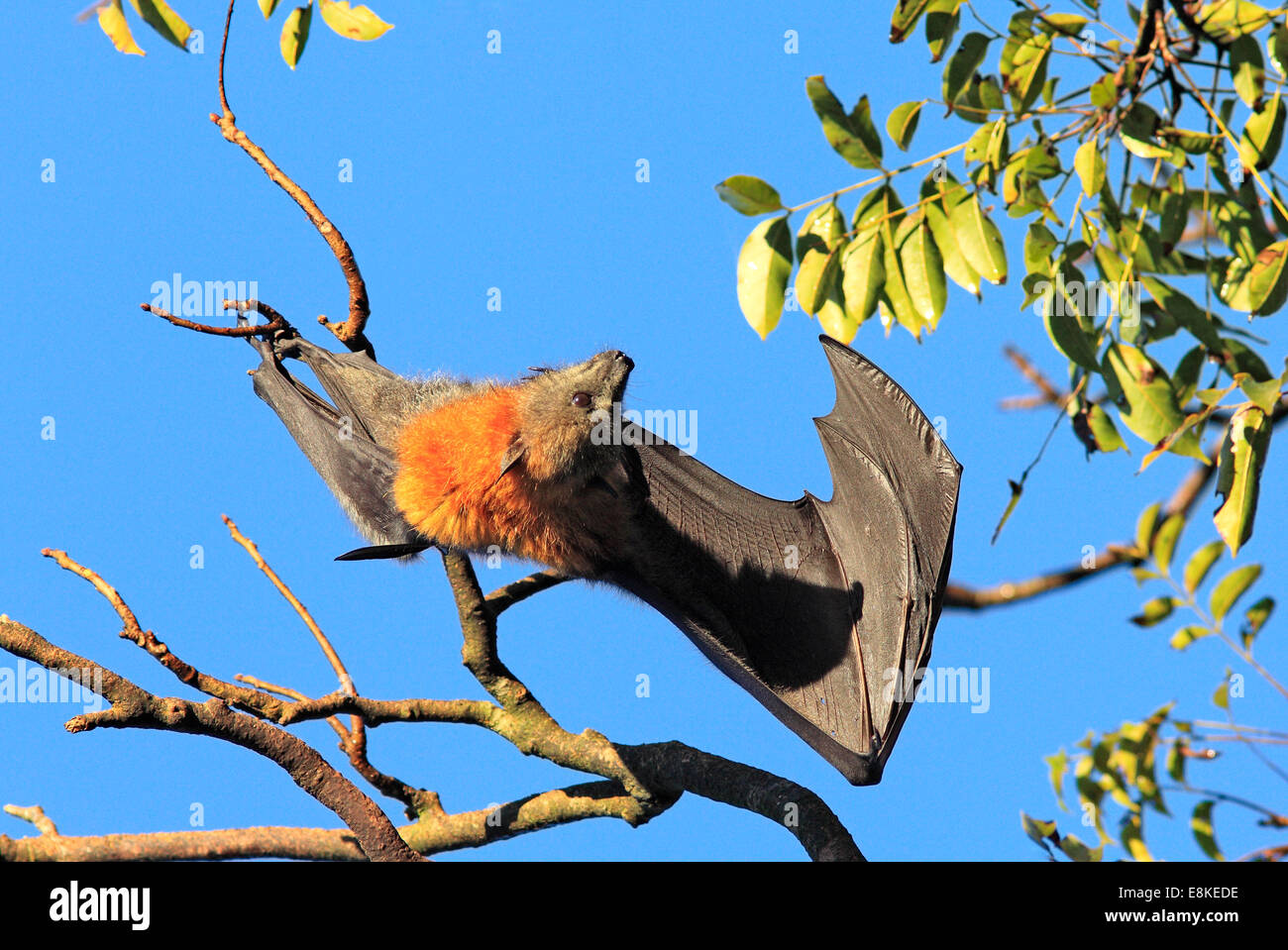 Grey Headed Flying Fox, Pteropus poliocephalus, with wing open. Stock Photo