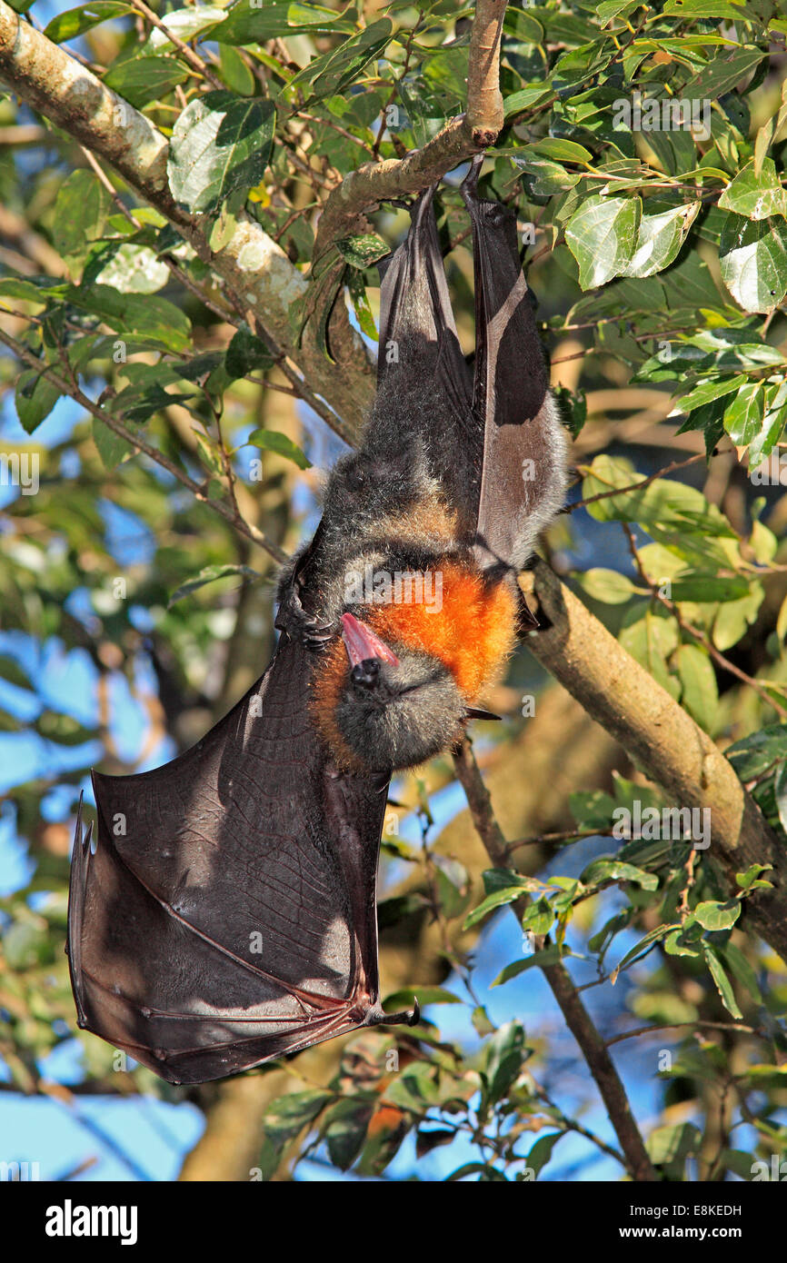 Grey Headed Flying Fox, Pteropus poliocephalus, with wing and mouth open. Stock Photo