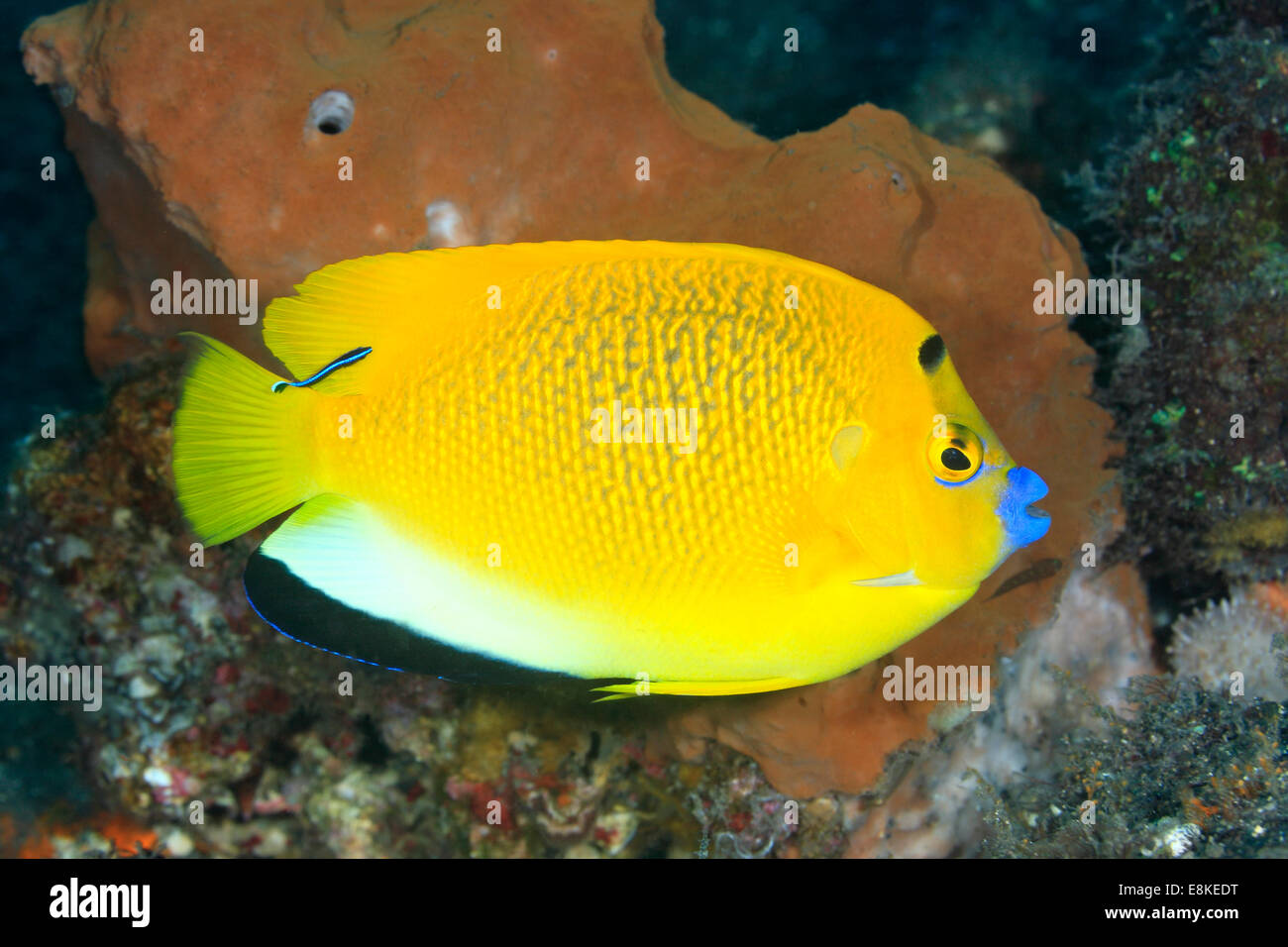 Three Spot Angelfish, Apolemichthys trimaculatus, with a Blue Streak Cleaner Wrasse, Tulamben, Bali, Indonesia. Stock Photo