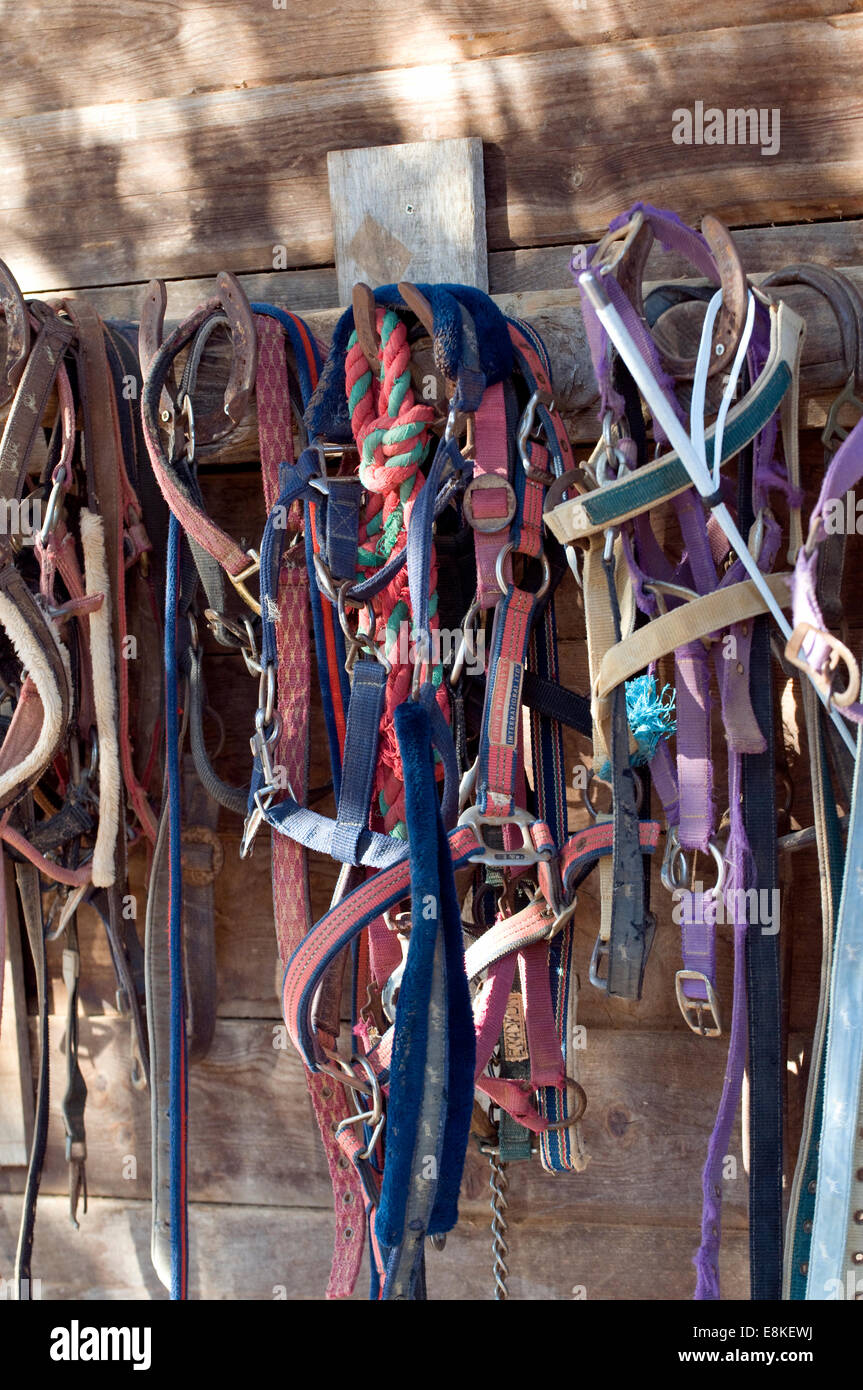 Horse tackle hung on wooden barn wall in dappled Mediterranean sunlight