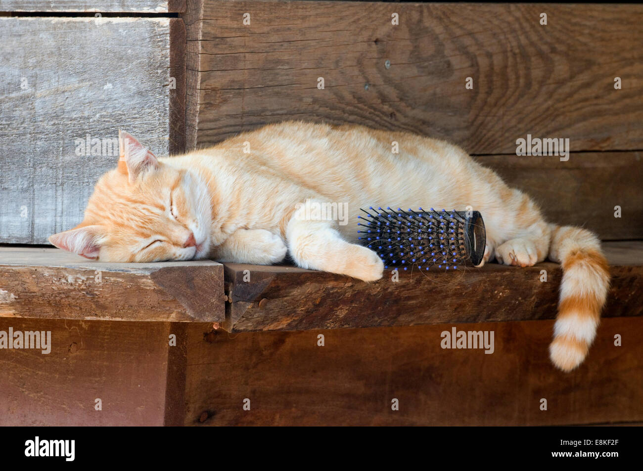 Orange marmalade cat lounging on a shelf on a farm in Spain Stock Photo