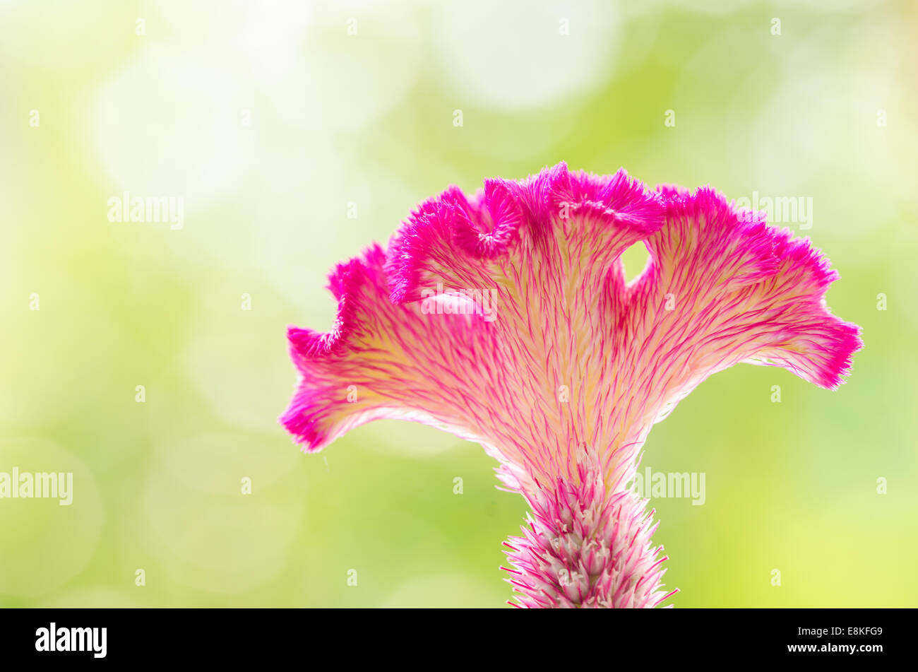 Celosia wool flowers flower hires stock photography and