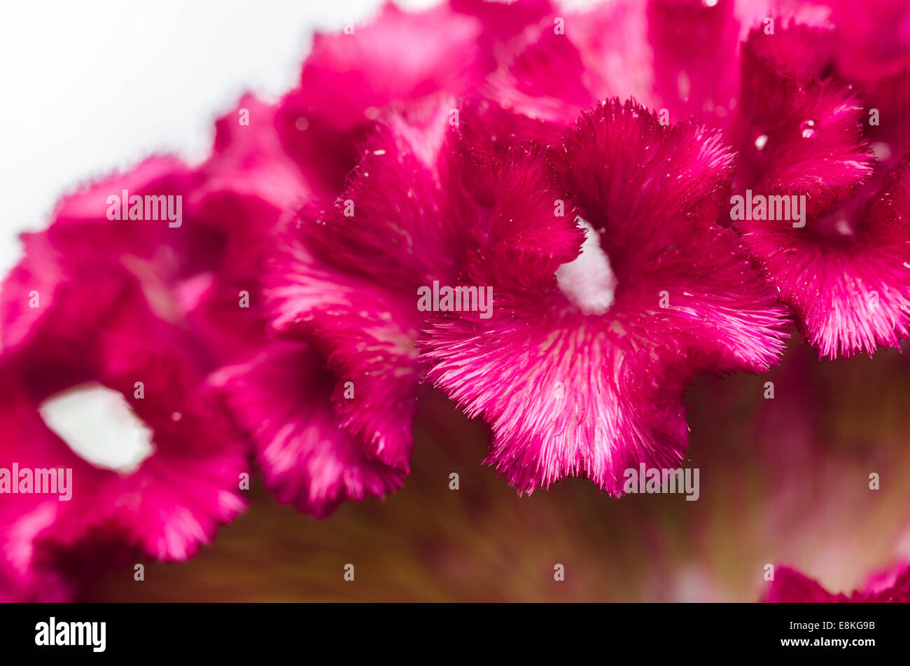 Celosia wool flowers flower hires stock photography and