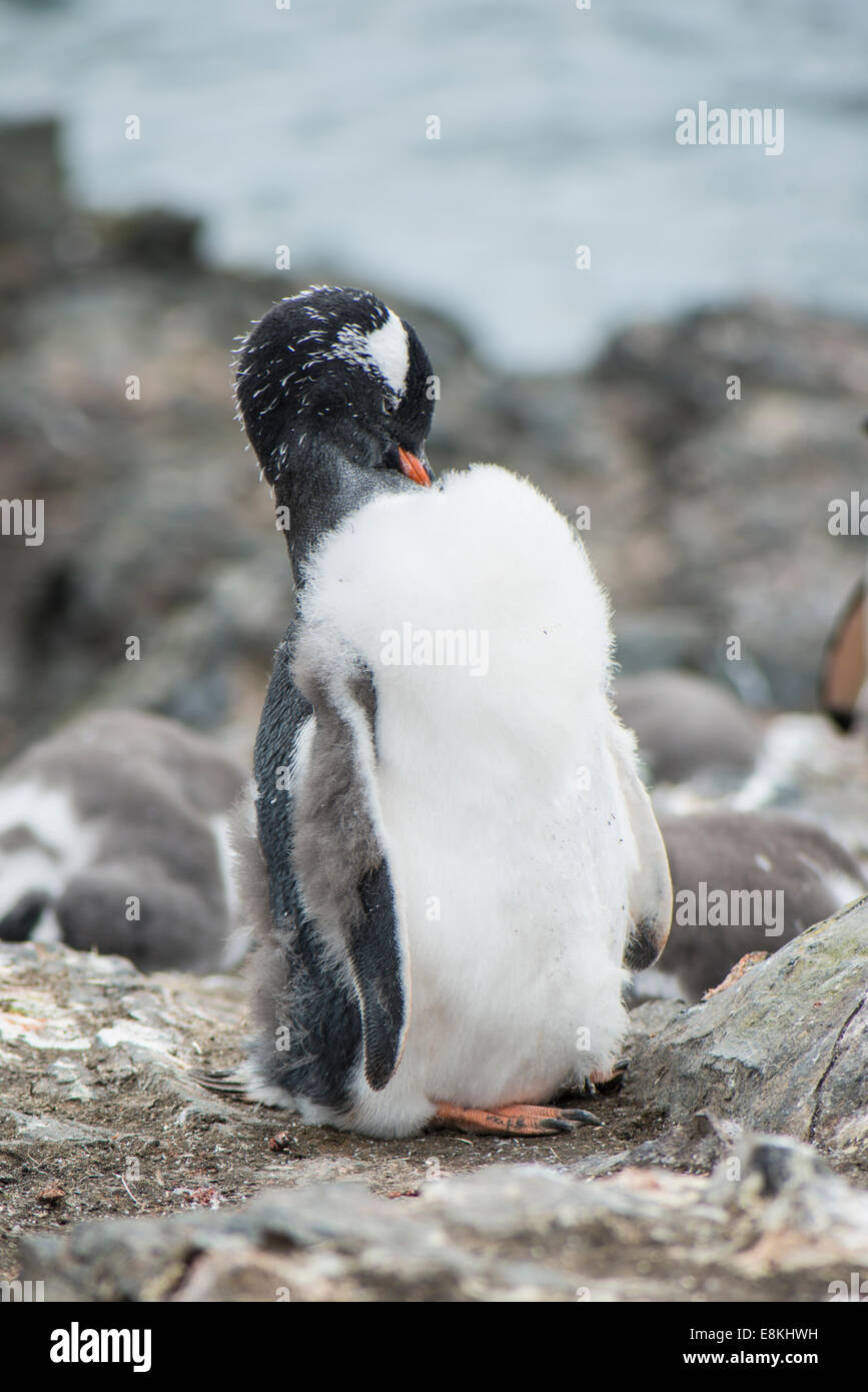 Gentoo penguin chick, Antarctica Stock Photo