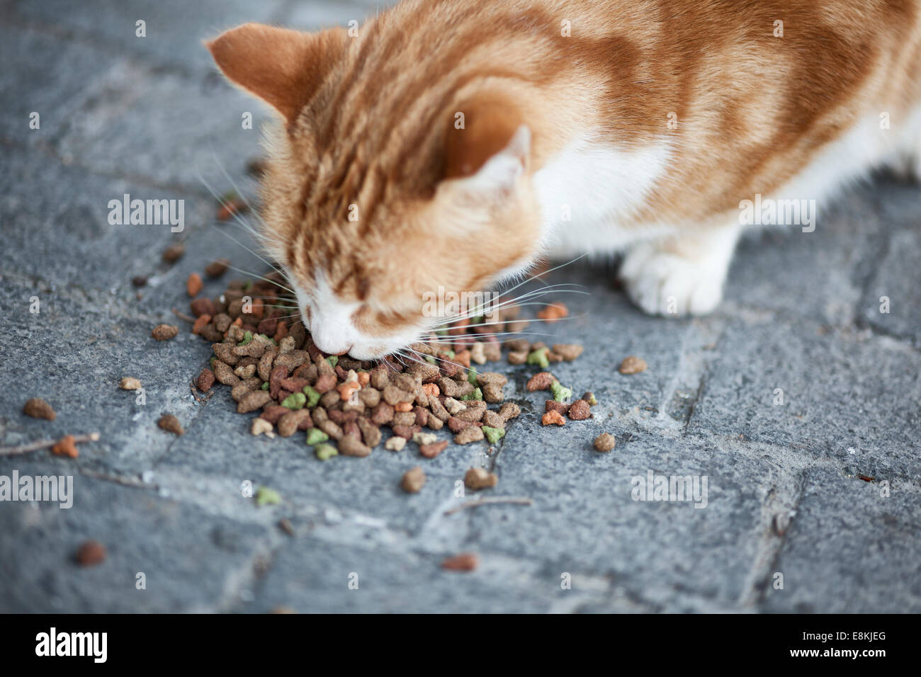 Abandoned street cat eating cat food. Stock Photo