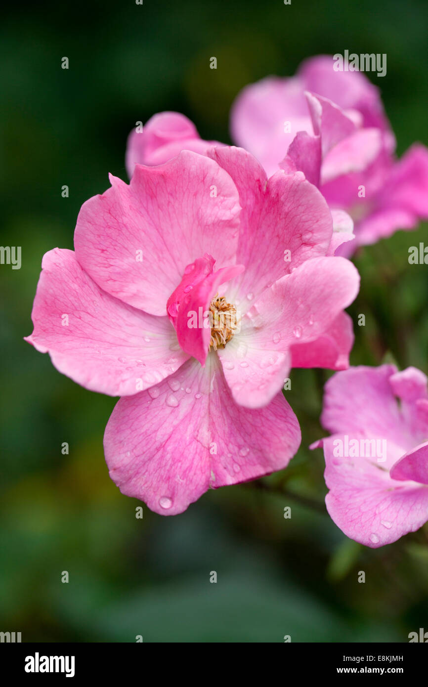 Close up of a pink Rosa Betty Prior flowering in an English garden, England, UK Stock Photo