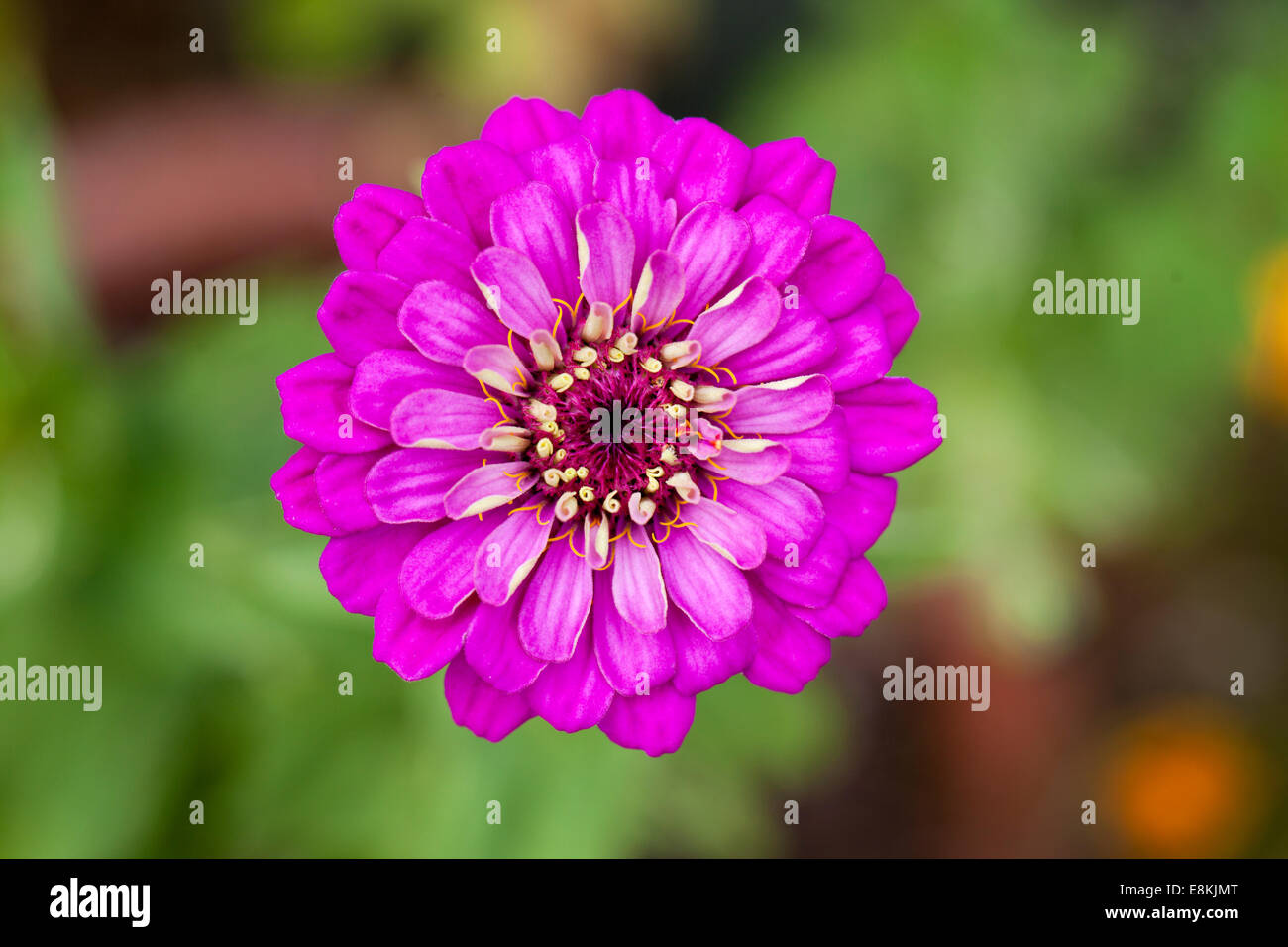 Close up of a single Zinnia Purple Prince flowering in an English garden Stock Photo