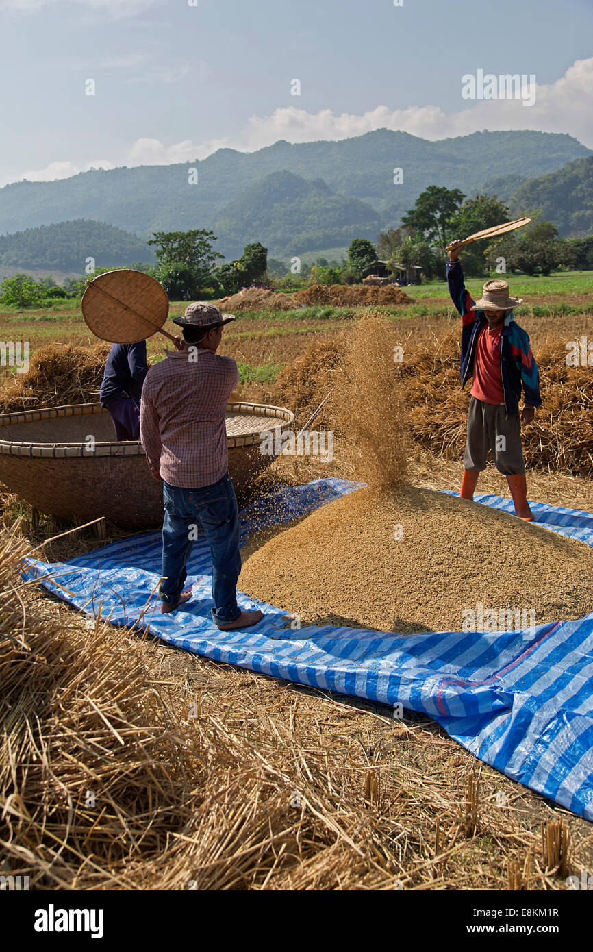 Thailand rice hires stock photography and images Alamy