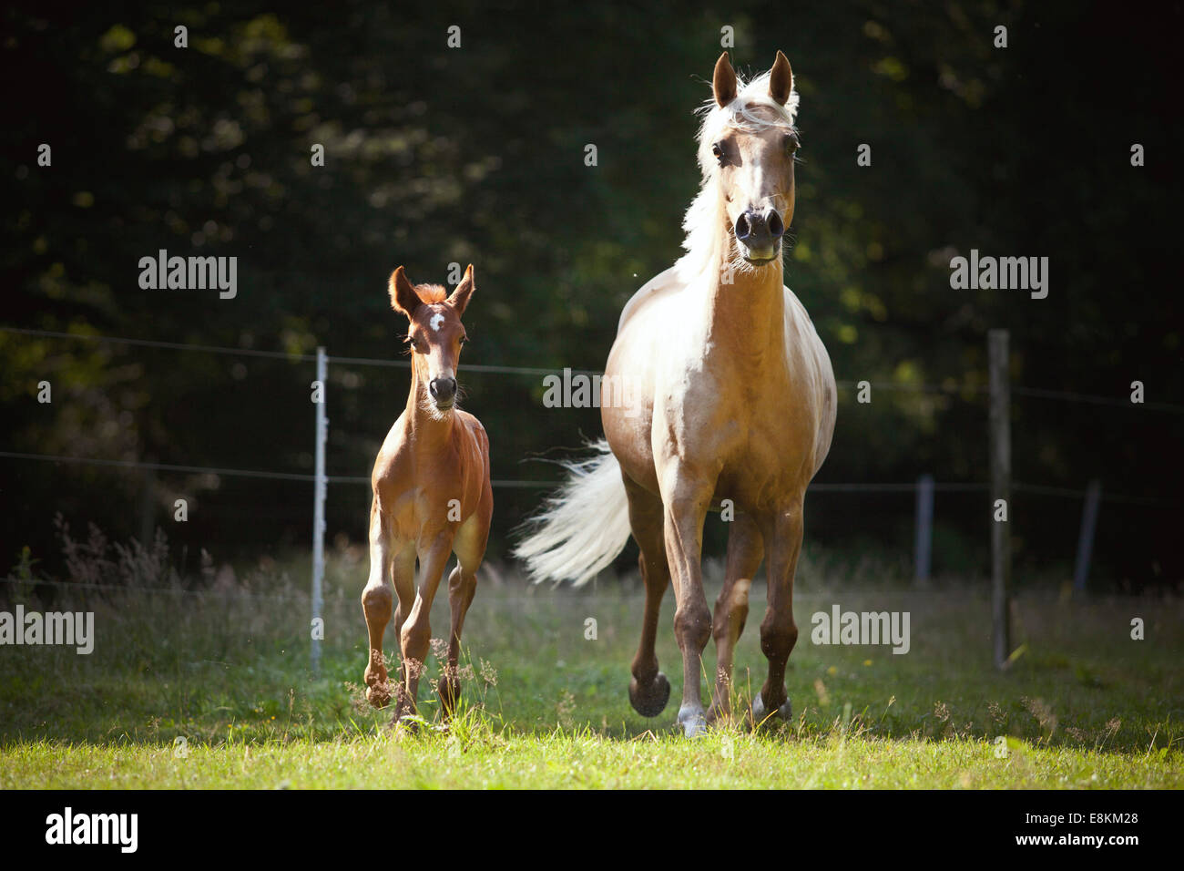 Mare with colt, 3 weeks, German small horse X P.R.E. and German small horse galloping on meadow Stock Photo
