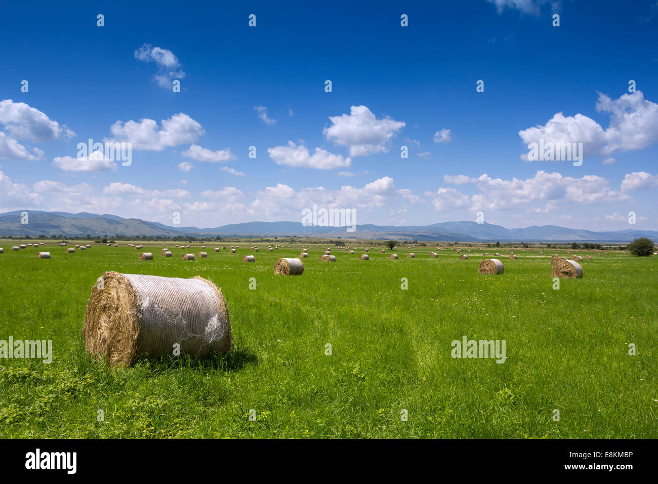 Bales of hay roll in a green field and blue sky Stock Photo - Alamy