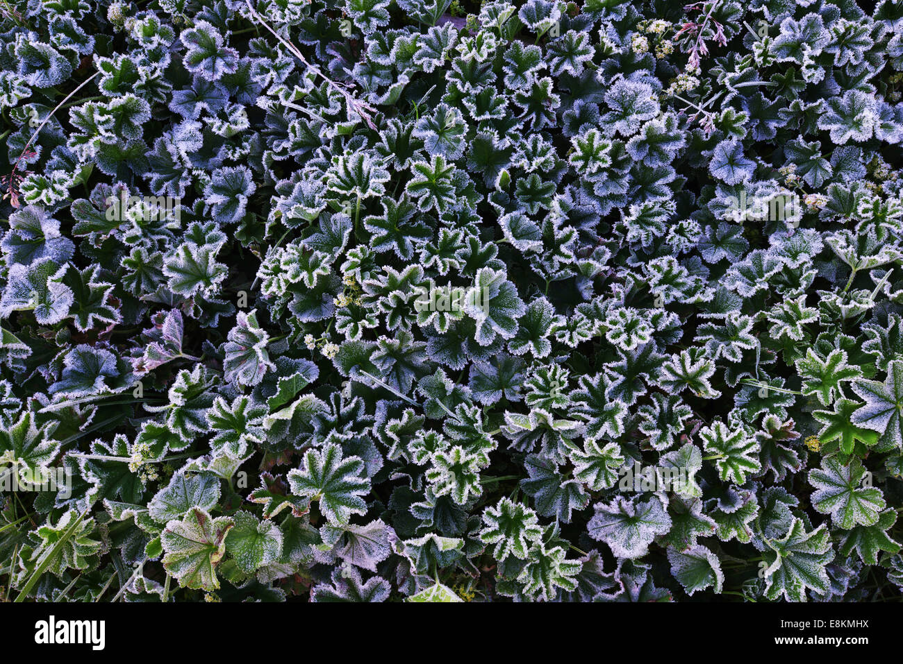 Lady's Mantle (Alchemilla sp.) with morning frost, Tyrol, Austria Stock Photo