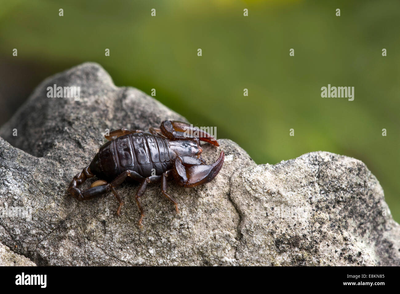Small Wood Scorpion species (Euscorpius germanus), Tyrol, Austria Stock Photo