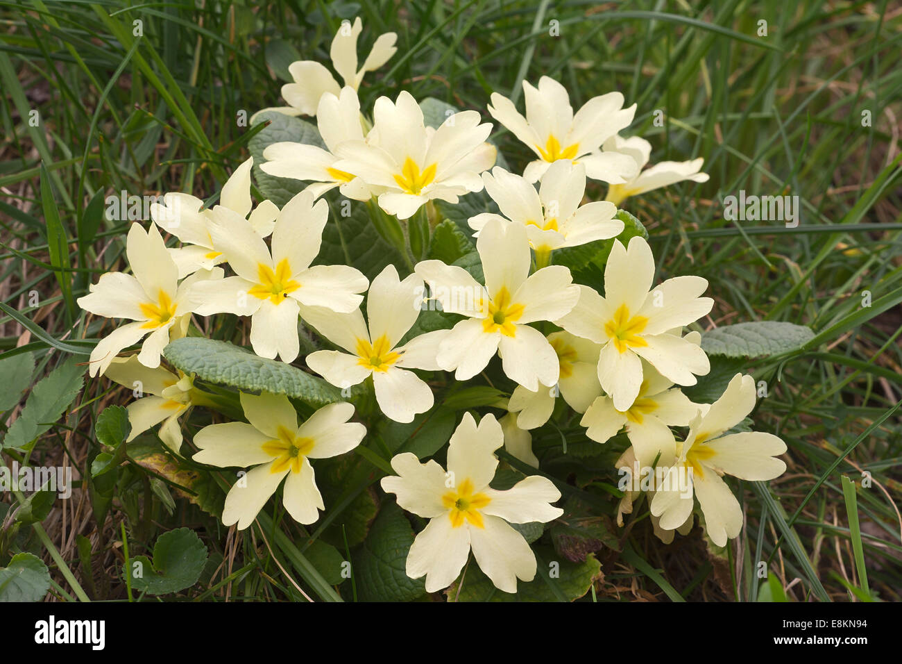 Primrose (Primula acaulis), Burgenland, Austria Stock Photo