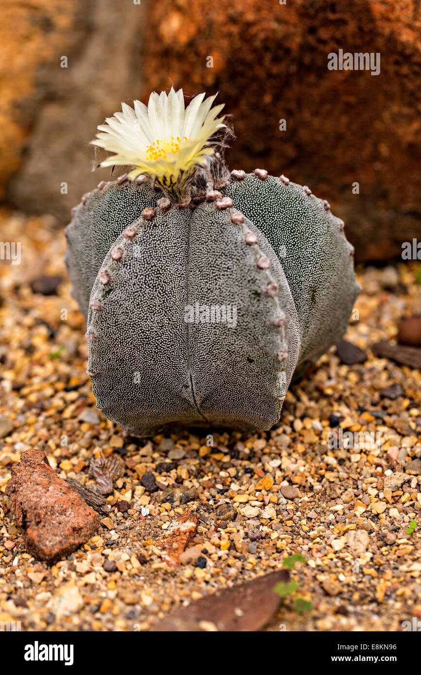 Bishop's Cap Cactus (Astrophytum myriostigma Stock Photo - Alamy