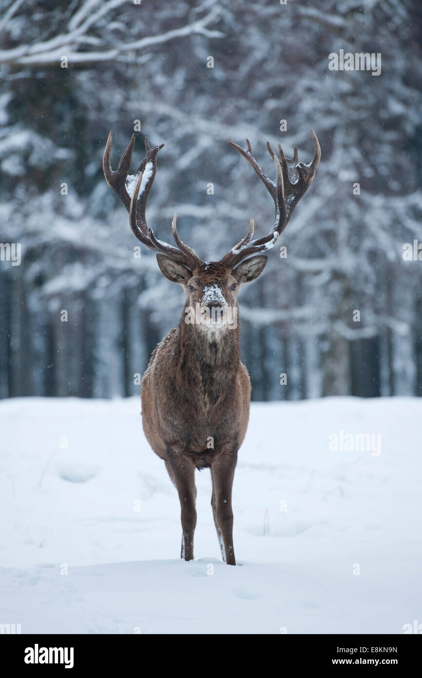Stag (Cervus elaphus), with winter coat, standing in snow, captive, Saxony, Germany Stock Photo