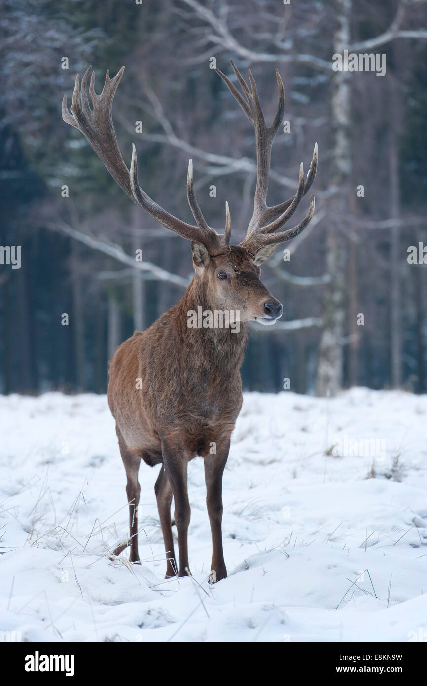 Stag (Cervus elaphus), with winter coat, standing in snow, captive, Saxony, Germany Stock Photo