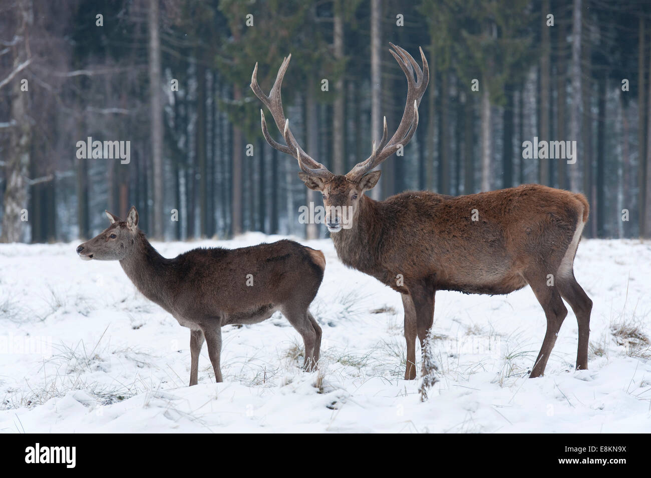 Hind and Stag (Cervus elaphus) standing in the snow, captive, Saxony, Germany Stock Photo