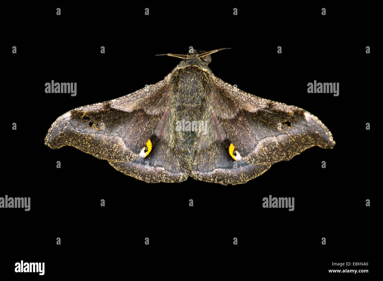 Ludia moth species (Ludia delegorguei), Oromia Region, Ethiopia Stock Photo