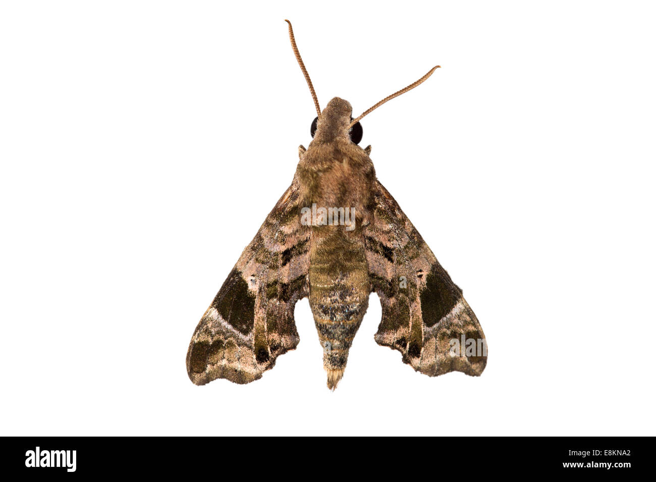 Moth species (Temnora plagiata), Oromia Region, Ethiopia Stock Photo