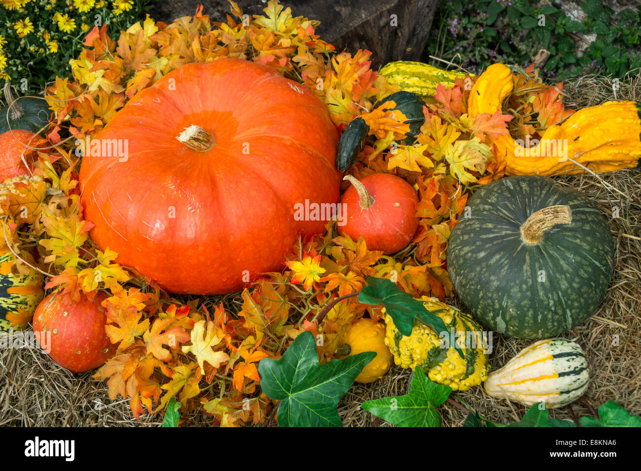 Arrangement of pumpkins and flowers, Austria Stock Photo